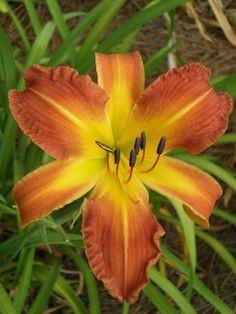 Day Lily Chocolate with Yellow Color Flower Bulbs (Pack of 6) - CGASPL
