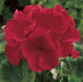 Geranium Maverick Red | Flower Seeds Shop Online in India