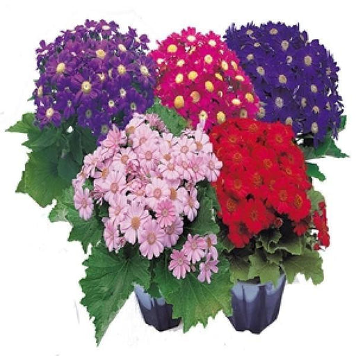 Cineraria Early Perfaction Mix Flower Seeds