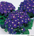 Cineraria Early Perfaction Blue