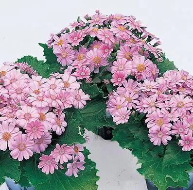 Cineraria Early Perfaction Pink