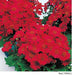 Cineraria Early Perfaction Red