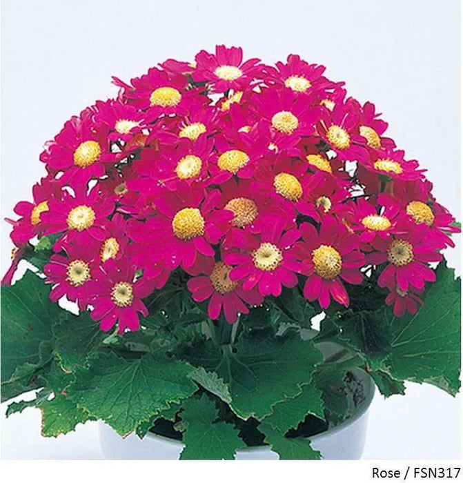 Cineraria Early Perfaction Rose