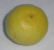 Citrus aurantifolia seeds - CGASPL