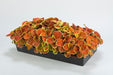 Coleus Fairway Orange Seeds