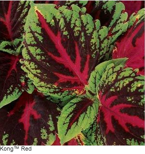 Coleus Kong Red Buy Online