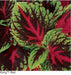 Coleus Kong Red Buy Online