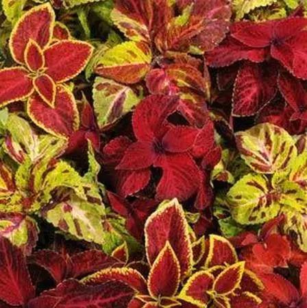 Coleus Wizard Select Mix  Flower Seeds at Low Price