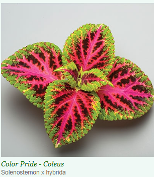 Coleus Superfine Rainbow Color Pride Flower Seeds