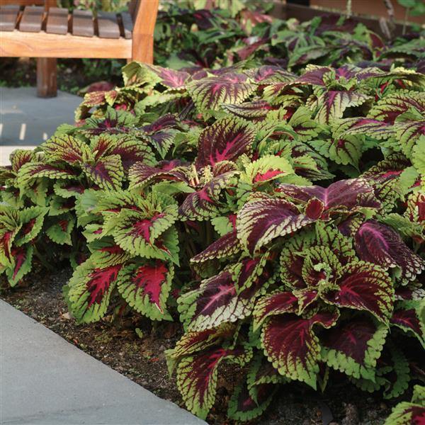 Coleus Kong Red Seeds - CGASPL