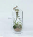 LiveTrends design Indoor/home decor Exotic Cousteau Air Plant in Glass Vase - CGASPL
