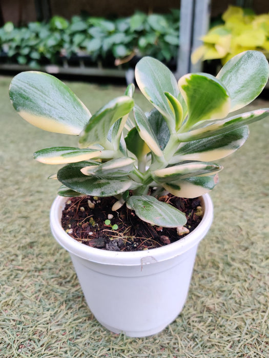 Crassula Ovata Variegated Succulent Plant