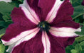 Petunia Single Gf. Tritunia Crimson Star Flower Seeds