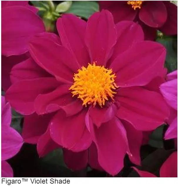 Dahlia Figaro Violet Shades