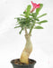 Adenium Single Layer Dark Pink Flower Plant - CGASPL