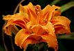 Day Lily Orange Double Flower Bulbs (Pack of 6) - CGASPL