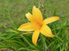 Day Lily Yellow Flower Bulbs (Pack of 6) - CGASPL