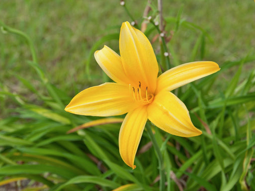 Day Lily Yellow Flower Bulbs (Pack of 6) - CGASPL