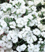 Dianthus Telstar White Flower Seed