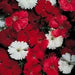 Dianthus Charms Magic Series