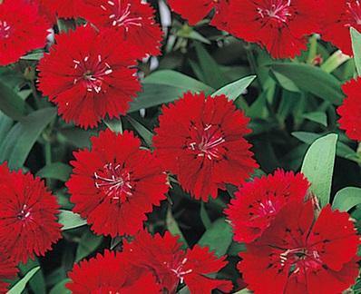 Dianthus Telstar Crimson Flower Seeds