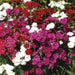 Dianthus Dynasty Mix