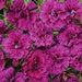 Dianthus Dynasty Orchid Flower Seeds