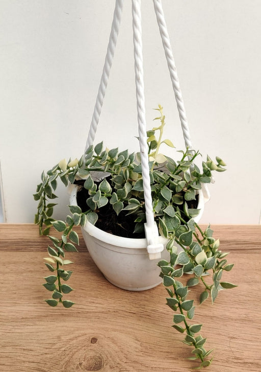 indoor hanging plants india Shop Dischidia Ruscifolia Million Hearts Variegated 8.5 cm Hanging Pot