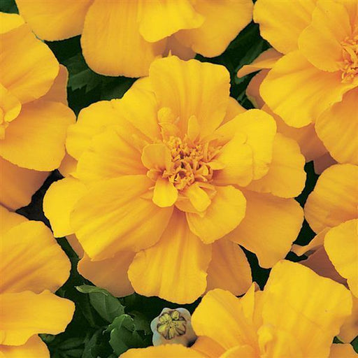 Marigold French Durango Gold Flower Seeds - CGASPL