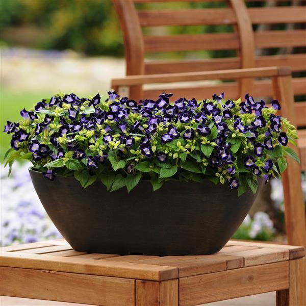 Torenia Kauai Deep Blue Flower Seeds