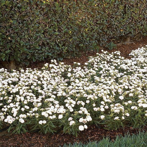 Dianthus Dynasty White Blush Flower Seeds - CGASPL