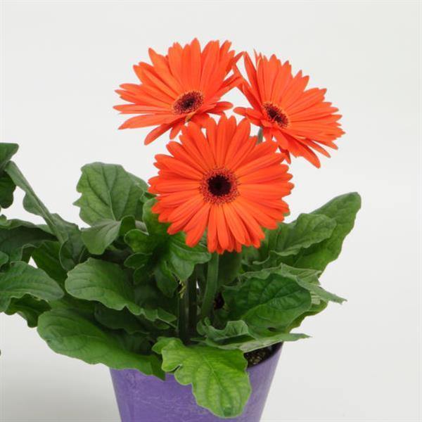 Gerbera Mega Revolution Orange Dark Eye Flower Seeds - CGASPL
