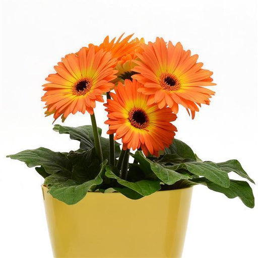 Gerbera Revolution Bicolor Yellow Orange Flower Seeds - CGASPL