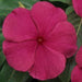 Vinca Titan Burgundy Flower Seeds
