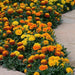 Marigold French Hot Pak Mix Flower Seeds - CGASPL