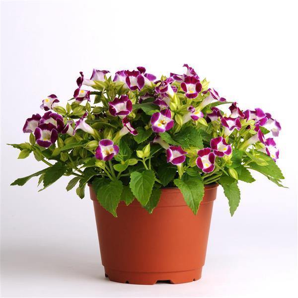 Torenia Kauai Burgundy Flower Seeds - CGASPL