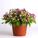 Torenia Kauai Burgundy Flower Seeds - CGASPL