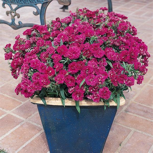 Dianthus Dynasty Purple Flower Seeds - CGASPL