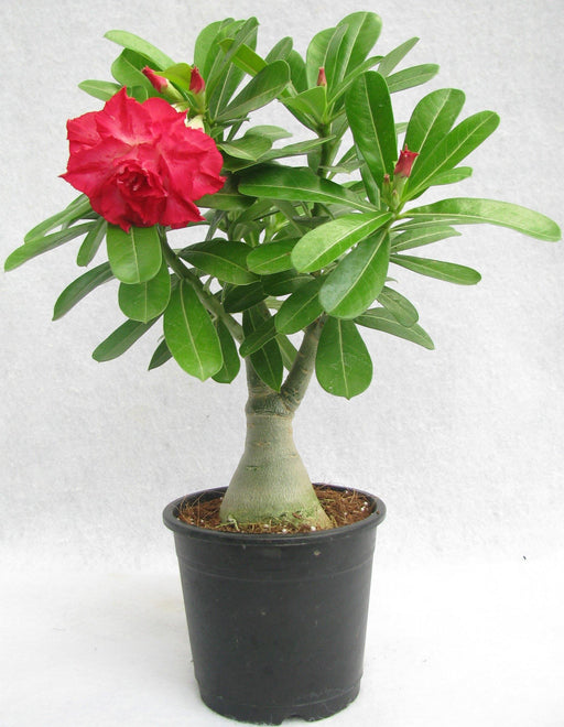 DL 24 Adenium Double Layer Rose Flower Plant