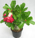 DL 24 Adenium Double Layer Rose Flower Plant - CGASPL