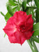 DL 24 Adenium Double Layer Rose Flower Plant - CGASPL