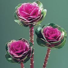 Ornamental Brassica (Flowering Kale) Lucir Rose Flower Seeds 