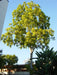 Acrocarpus fraxinifolius Seeds , Marathi:Tokphal - CGASPL
