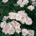 Dianthus Dynasty White Blush Flower Seeds