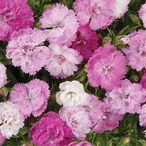  Dianthus Dynasty Pink Magic Flower Seeds