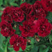  Dianthus Dynasty Red Flower Seeds