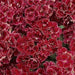  Dianthus Dynasty Rose Lace Flower Seeds