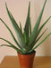 Alovera Plant (Aloe barbadensis) - CGASPL