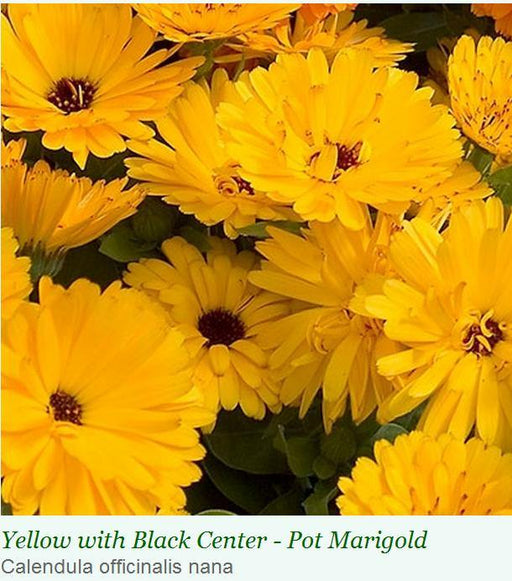 Calendula	Yellow W/Black Centre