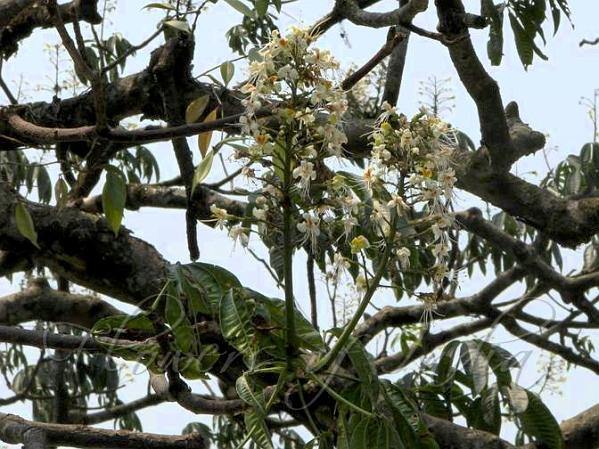 Aesculus assamica Seeds , East Himalayan Horse Chestnut Seeds - CGASPL